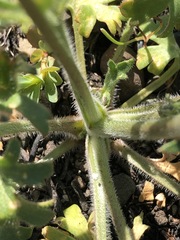 Delphinium variegatum variegatum