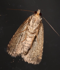 Amyna natalis