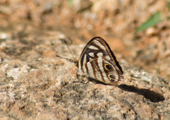 Dynamine postverta postverta