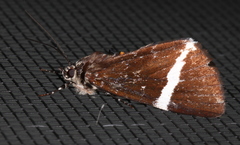 Coenotoca subaspersa