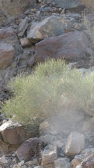 Ochradenus aucheri