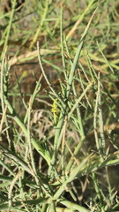 Ochradenus aucheri