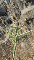 Ochradenus aucheri