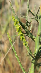 Ochradenus aucheri