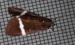 Coenotoca subaspersa