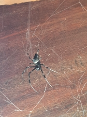 Nephilingis cruentata