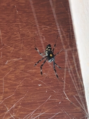 Nephilingis cruentata