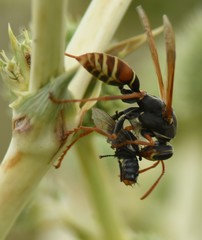 Polistes billardieri