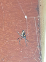 Nephilingis cruentata