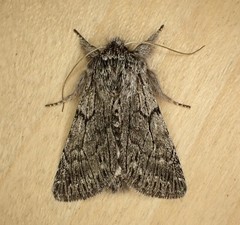 Pleromelloida conserta