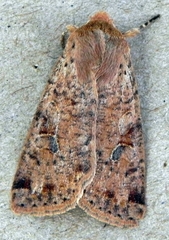 Orthosia rubescens