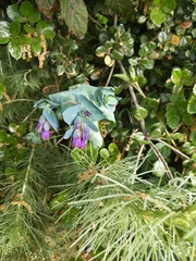 Cerinthe major