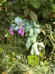 Cerinthe major