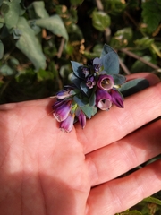 Cerinthe major