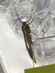 Asota heliconia zebrina