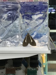 Asota heliconia zebrina