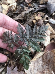 Sceptridium dissectum dissectum