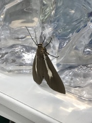 Asota heliconia zebrina