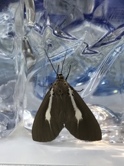 Asota heliconia zebrina