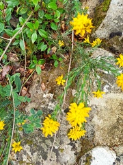 Genista tournefortii