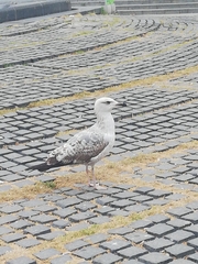 Larus michahellis