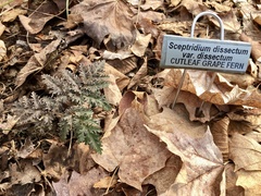 Sceptridium dissectum dissectum