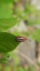 Disonycha leptolineata