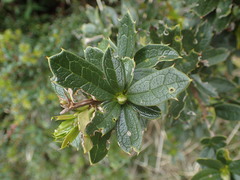 Berberis ilicifolia