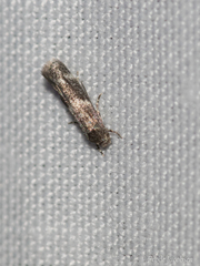 Elachista illectella