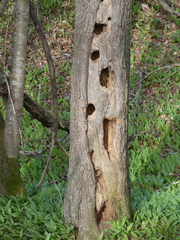 Dryocopus