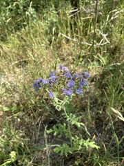 Phacelia congesta