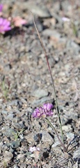 Allium fimbriatum