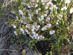 Erica subdivaricata