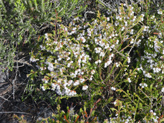 Erica subdivaricata