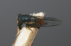 Plerapsalta multifascia