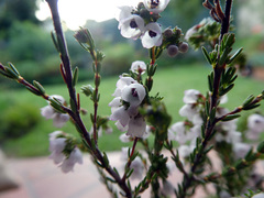 Erica subdivaricata