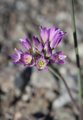 Allium fimbriatum