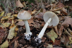 Amanita intermedia
