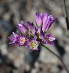 Allium fimbriatum