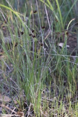 Lomatium marginatum purpureum