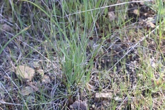 Lomatium marginatum purpureum