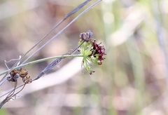 Lomatium marginatum purpureum
