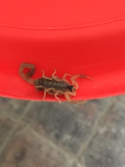 Centruroides vittatus
