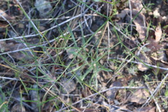Lomatium marginatum purpureum