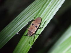 Physopelta quadriguttata