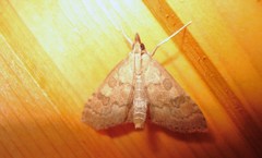 Udea fulvalis