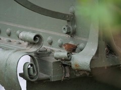 Troglodytes troglodytes