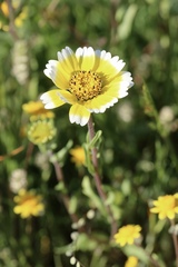Layia chrysanthemoides