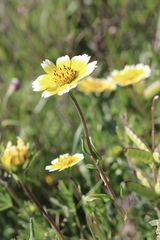 Layia chrysanthemoides