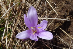 Colchicum bulbocodium